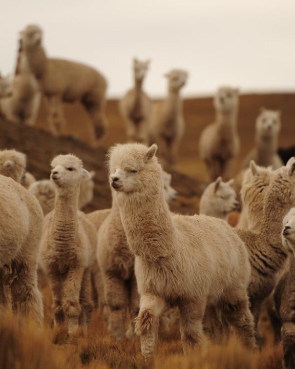 7 Reasons to Love Alpaca Wool – Sol Alpaca USA